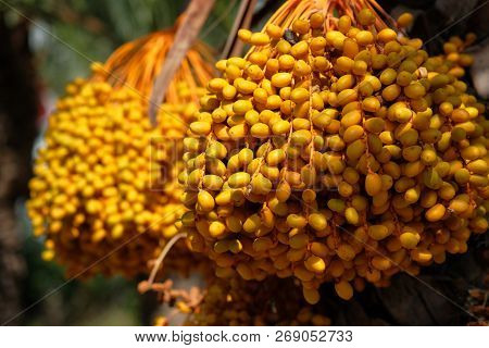 Close Up Of Ripe Dates Hanging On Palm Or Phoenix Dactylifera. Photo Taken In South Of Spain
