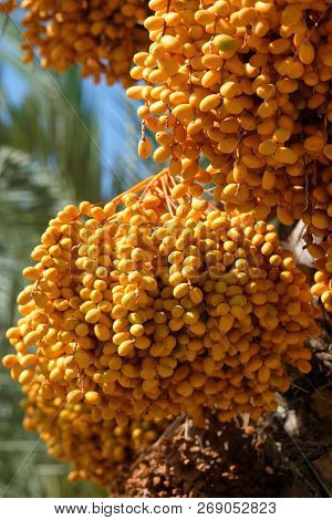 Close Up Of Date Palm Or Phoenix Dactylifera. Photo Taken In South Of Spain