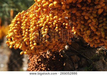 Close Up Of Date Palm Or Phoenix Dactylifera. Photo Taken In South Of Spain