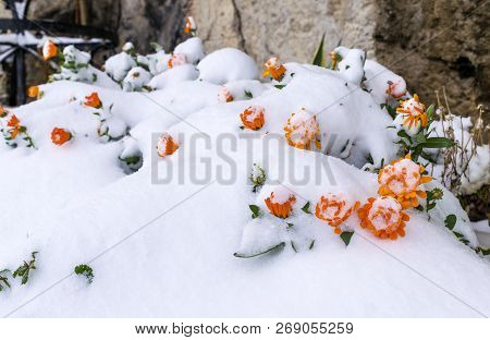 Frozen Flowers Under The Snow On Blurred Background. The Beginning Of Spring. Frozen Floret.