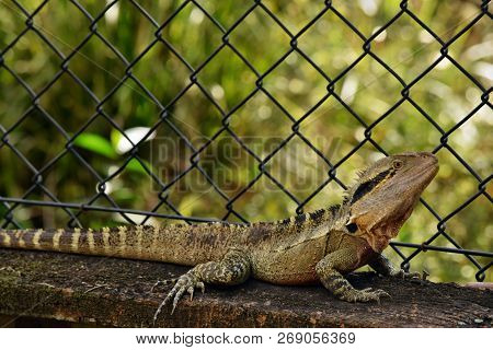 The Australian Lizard Eastern Water Dragon ( Physignathus Lesueurii) On Fence Of Noosa National Park