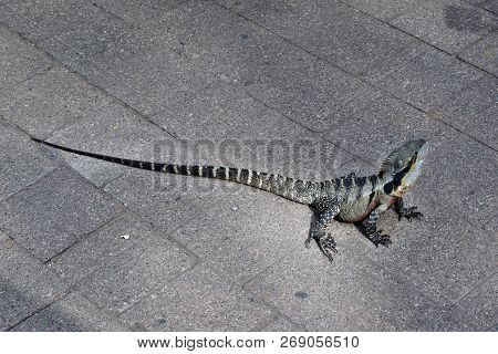 The Australian Lizard Eastern Water Dragon ( Physignathus Lesueurii) On Pavement City Center In Bris