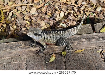 The Australian Lizard Eastern Water Dragon ( Physignathus Lesueurii) On Fence Of Noosa National Park