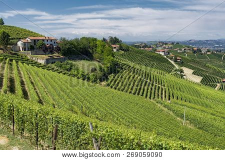 Vineyards In The Langhe Near Barbaresco And Alba, Cuneo, Piedmont, Italy, At Summer
