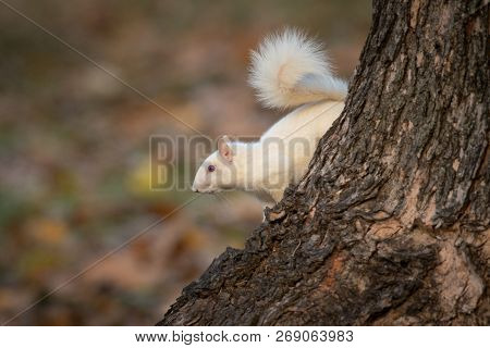 A White Squirrel In The Trees In Olney Community Park In Olney, Illinois.