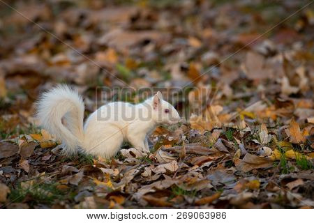 A White Squirrel In The Trees In Olney Community Park In Olney, Illinois.