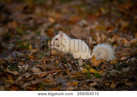 A White Squirrel In The Trees In Olney Community Park In Olney, Illinois.