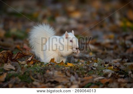A White Squirrel In The Trees In Olney Community Park In Olney, Illinois.