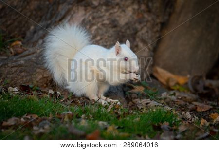 A White Squirrel In The Trees In Olney Community Park In Olney, Illinois.