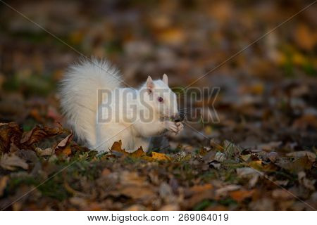 A White Squirrel In The Trees In Olney Community Park In Olney, Illinois.