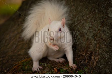 A White Squirrel In The Trees In Olney Community Park In Olney, Illinois.
