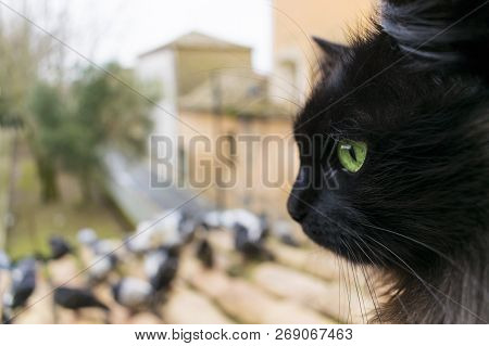 A Black Cat With Green Eyes Looks At The Pigeons. Closeup Focused On The Cat