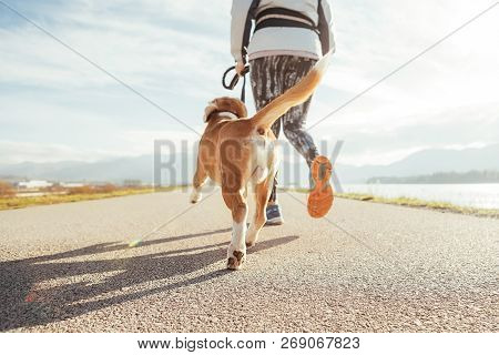 Female Starting The Morning Jogging  With His Beagle Dog By The Asphalt Running Track. Bright Sunny 