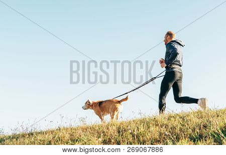 Canicross Exercises. Outdoor Sport Activity - Man Jogging With His Beagle Dog