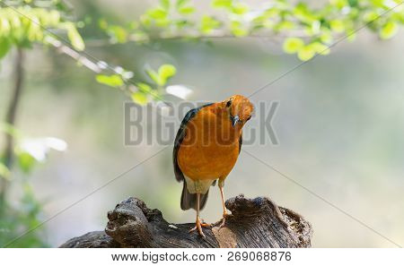 Orange-headed Thrush (geokichla Citrina), Male Bird On Perch. Orange-headed Thrush