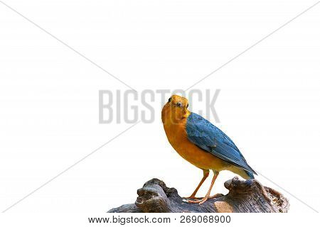 Beautiful Colorful Bird, Orange Headed Thrush (geokichla Citrina) On White Background, Bird Of Thail