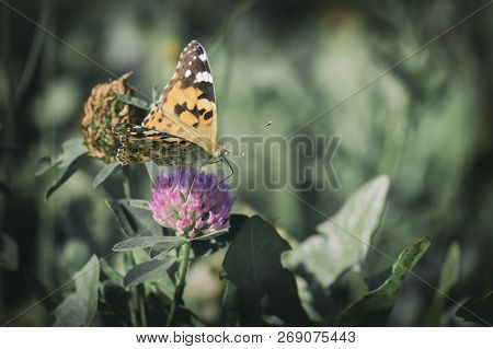 A Cosmopolitan Butterfly Collects Nectar (vanessa Cardui)