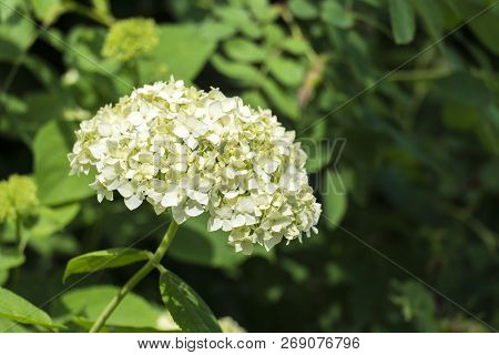 White Inflorescence Of Smooth Hydrangea (hydrangea Arborescens)