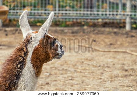Llama Looks Into The Distance. Llama Head Rear View (lama Glama)