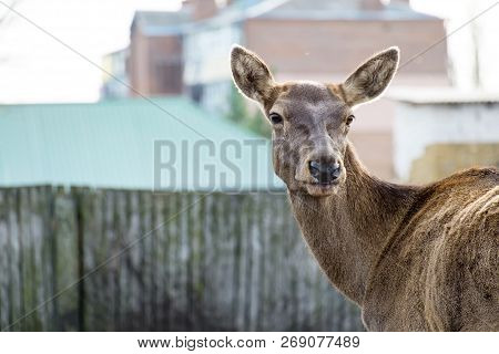 Portrait Of A Young Female Red Deer (cervus Elaphus)