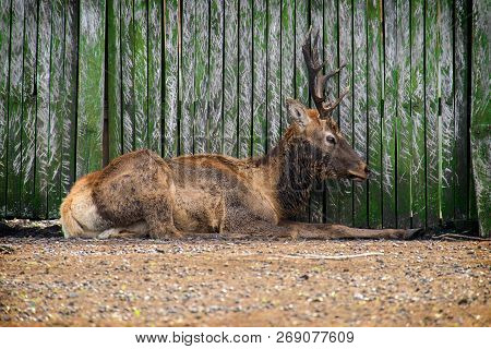 Red Deer Buck Lying Under The Fence With A Painful Appearance (cervus Elaphus)