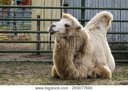 White Bactrian Camel Resting On The Ground (camelus Bactrianus)