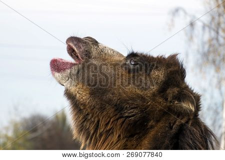 Bactrian Camel Howls At The Moon (camelus Bactrianus)