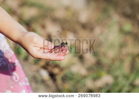 Large Dragonfly Sits On A Children's Palm