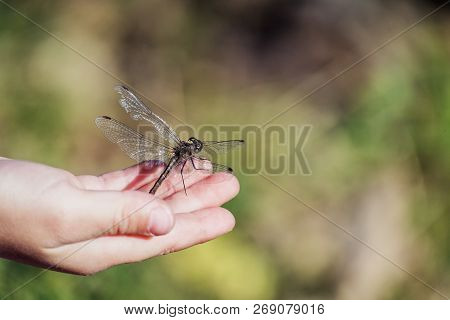 Large Dragonfly With Torn Wing Sits On The Child's Palm