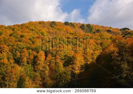 Fall Trees At The Yedigoller National Park, Turkey