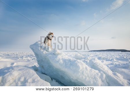 Portrait Of Beautiful Siberian Husky On Ice Floe On The Frozen Okhotsk Sea Background. Image Of Free