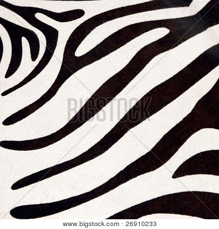 black and white stripes of a zebra