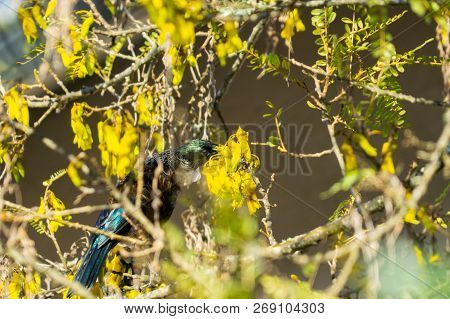 Tui Native New Zealand Bird Feed On Nectar On Yellow Flowers In A Kowhai Tree In Spring In Selective