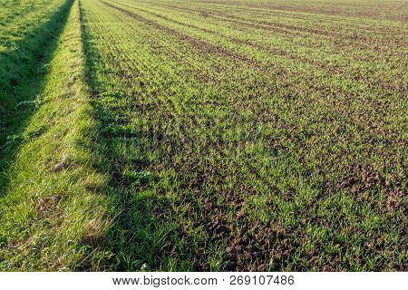 Recently Sown Young Fresh Green Blades Of Grass In Long Rows Growing In Crumbled Earth. Beside The F