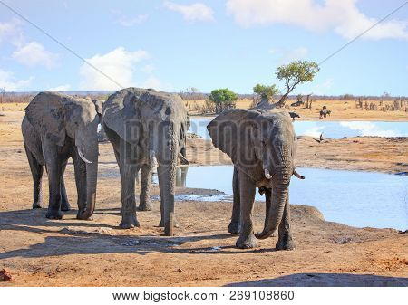 Close Up Of A Small Herd Of Elephants Standing Relaxed Next To A Small Waterhole With Buffalo In The