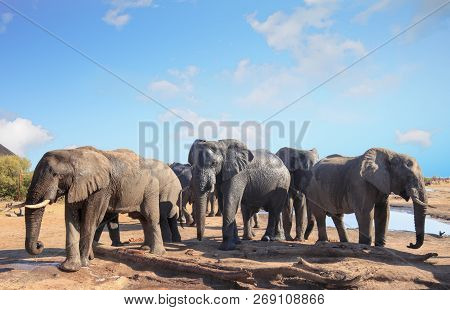 Herd Of African Elephants Visiting The Camp To Relax And Take A Drink In The Mid-day Sun, With A Pal