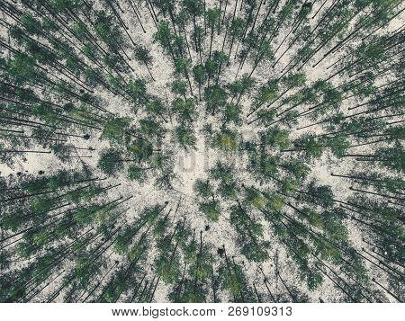 Aerial Photography Of A Forest In Winter - Vintage Look Edit