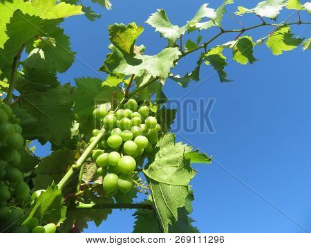 Bunch Of White Grape In The Vineyard Against Clear Blue Sky. Vine On Plantation, Winemaking Concept