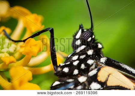 Closeup of a Monarch butterfly on a yellow Lantana flower, with focus on its spherical compound eye