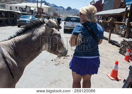 May 15 2018 - Oatman, Arizona: Woman Tourist Feeds A Wild Burro On The Streets Of Oatman Arizona, Al