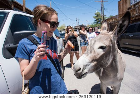 May 15 2018 - Oatman, Arizona: Woman Tourist Feeds A Wild Burro On The Streets Of Oatman Arizona, Al