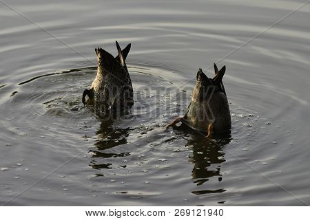 Pair Of Mud-grazing Yellow-billed Ducks (anas Undulata)