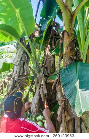 Loreto, Peru - July 13, 2015: Local Man Harvests Plantains In A Jungle Of Loreto Region, Peru