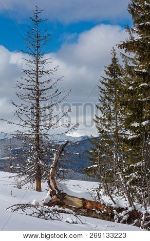 Picturesque Winter Mountain View From Skupova Mountain Slope With Some Withered Windbreak Trees. Ukr