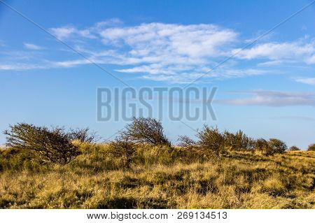 Windswept Trees And Grass Dominate The Landscape At Donna Nook Nature Reserve In Lincolnshire, Engan