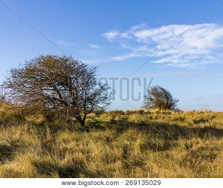Windswept Trees And Grass Dominate The Landscape At Donna Nook Nature Reserve In Lincolnshire, Engan