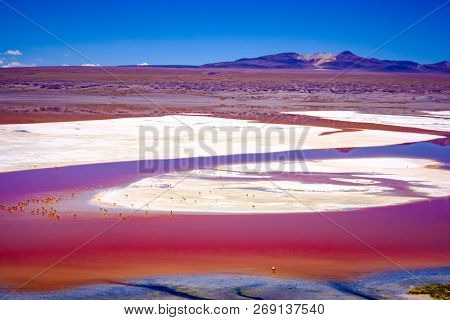 Exciting top view of red Laguna Colorada with flock of flamingos in mountanious Bolivia