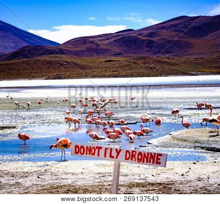 Ban on drone flight white sign on a background of sunshine lagoon with beautiful flamingos