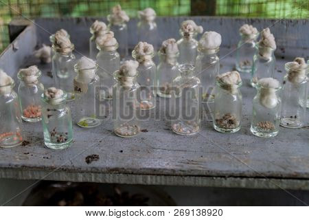Butterfly Eggs In Butterfly Farm Pilpintuwasi In Village Padre Cocha Near Iquitos, Peru
