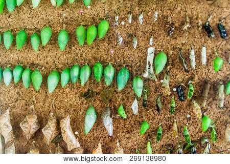 Butterflies In A Stage Of Pupa In Butterfly Farm Pilpintuwasi In Village Padre Cocha Near Iquitos, P